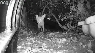 Fox