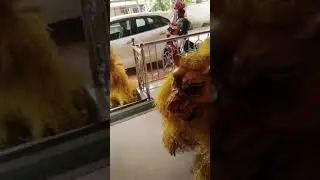 Puli vesham