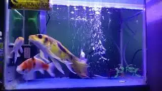 ikan selayer@bank jack
