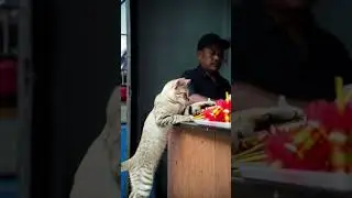 poor cat trys to buys❤&zwj;🔥 firecrackers#fireworks#experiment#shortvideo #cat