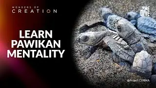Learn the Pawikan Mentality #TheDivePH