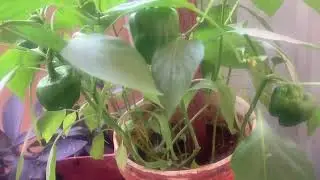 Capsicums🫑 are ready for harvest 🤩🤩#capsicum #viral #youtubevideo #explore 