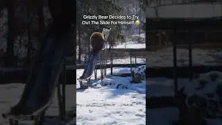 Expert 🤭 #bear #snow #park #slide #sliding #animal #shorts #shortvideo #fun #cute #enjoying #enjoy