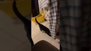 Kittens Evie, Polly & Petunia playing | Save Our Strays #kitten #saveourstrays #cat #catlover