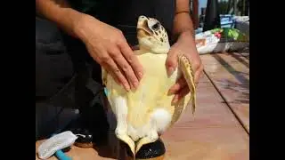 むちむち子ガメ　洗われる