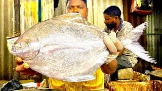 KASIMEDU SPEEDSELVAM BIG SIZE BLACK POMFRET FISH CUTTING VIDEO #kasimeduselvam #fishcutting 