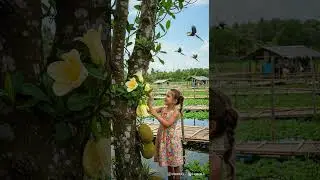Jackfruit Vines in Tropical Wind#JackfruitTree #TropicalFarm #HydroponicVibes #FloatingGardens #Eco