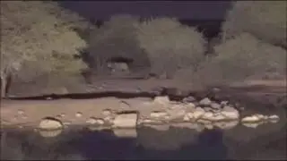 Pete's Pond :  Lion walks through behind the bushes  11:01 PM  Aug 17, 2016