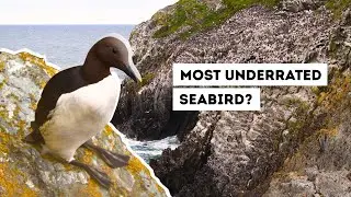 Is this the UK's most underrated seabird?