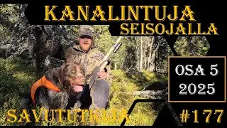 Osa 5: Kanalintujahtia saksanseisojalla - Grouse and Capercailliehunt ing with pointing dog
