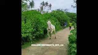 Jumping bull🔥mass performance 🔥|Vellore|krishnagiri eruthukattu