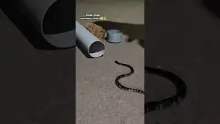 India's most venomous snake rescue 😱🐍 Common Krait (venomous)