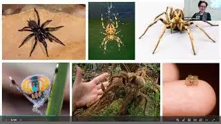 Invertebrate Investigation: The Spectacular Spider Takeover