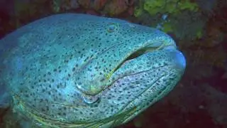 Goliath Grouper - SCUBA Diving in Palm Beach