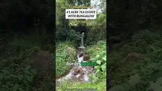 41 Acre tea estate with bungalow for sale in Wayanad. #wayanadrealestate #wayanad #teaestateforsale