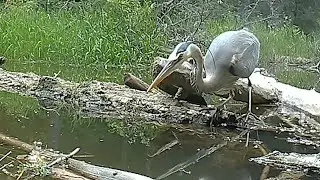 BigLogCam Movie 5