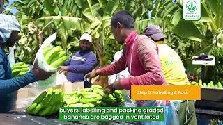 How Bandhan Agritech Delivers Premium Bananas Worldwide | Farm to Export.