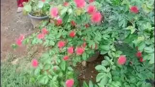BUNGA KALIANDRA #tanaman