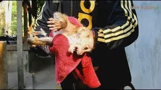 Team Cameraman bathing baby monkey Axel-After bath poor Axel feeling scare &cold-Look pity him