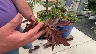 Creating the Perfect Summer Planters using AquaPots