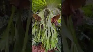 THIS IS THE LARGEST #STAGHORN FERN I HAVE EVER SEEN! 😱