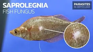 Recognizing & Treating Fish Fungus (Saprolegnia sp.)