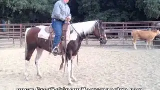 Greg Robinson Horsemanship - Intro to Cattle