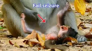 Poor baby monkey Anissa tries to request foods, Anissa fell seizure in front of mom Anna
