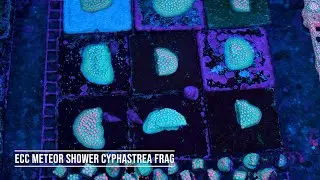Stock Spotlight: ECC Meteor Shower Cyphastrea Frag