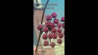 Hoya Gracilis ( Memoria) bloom