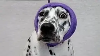This Dalmatian dogs temperament will SHOCK you