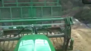 Buckraking maize 2010