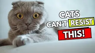 Cats Can&rsquo;t Resist These 10 Science-Backed Tricks!
