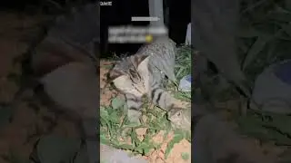 Смешные коты 2025 😼 Попробуйте не засмеяться 😾 # Эпизод 9085
