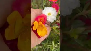 #diy#portulaca plant cutting collection#purslane#mossrose#gardening