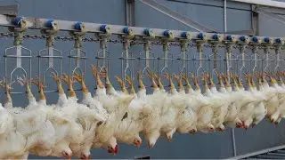 Amazing Modern Automatic Chicken Processing Line - Extreme Fastest Ultra Poultry Meat Factory