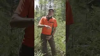 B&auml;ume pflanzen oder Naturverj&uuml;ngung? Was ist nachhaltiger f&uuml;r den Wald? 🌲 | Waldwissen