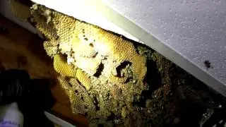Beekeeping with Cody 2016: Wild Bee Removal (Uninstalling Bees)