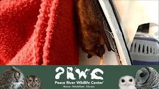 Going Batty! with a hungry Evening Bat eating mealworms #Bat #EveningBat