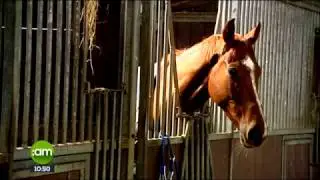Stable Girl