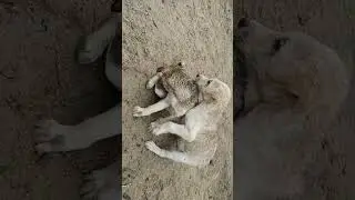 Agriculture 