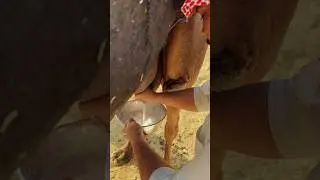 Camel milk with tea 🐪🥛