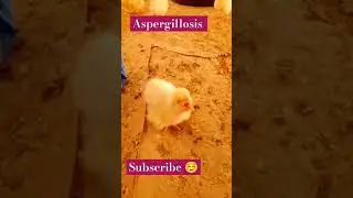 aspergillosis in layer day old chicks Nick chick breed