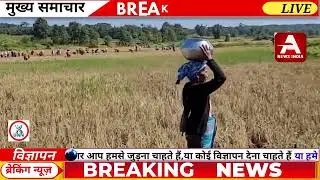 Paddy Harvest Resumes Under Tight Security at Assam Meghalaya Border Village