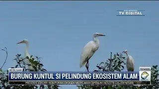 Burung Kuntul Si Pelindung Ekosistem Alam