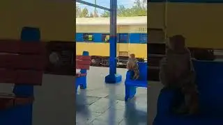 monkey travelling in train 😂😂🤣🤣😂😅