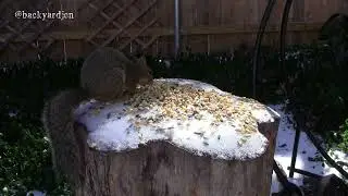 Cold Day for Central Texas Squirrels (melting ice and suburban sounds)