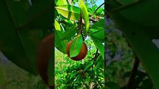 Sapodilla Fruit Growing on Tree | Chikoo Farming & Nature Video 🌿