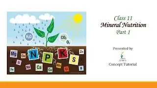 Mineral Nutrition | Macronutrients & Micronutrients | Deficiency Symptoms of Essential Elements