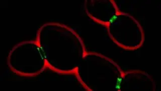 Fluorescent labelling | Wikipedia audio article